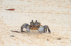 ���� - Brachyura (����������� �������)