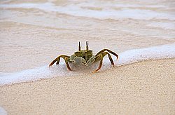 ���� - Brachyura (����������� �������)