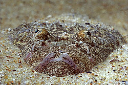 ���������, ������� ������, Uranoscopus scaber (������ ����, �������, ���� )
