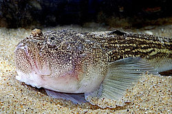 ���������, ������� ������, Uranoscopus scaber (������ ����, �������, ���� )