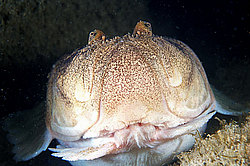���������, ������� ������, Uranoscopus scaber (������ ����, �������, ���� )