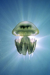 ������ ��������, Rhisostoma pulmo ( ������ ����, ��� ���������, �������, ����)