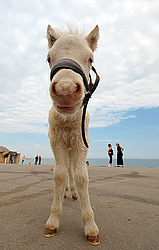 ������� (��������� ����)