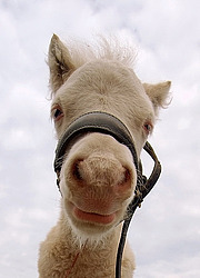 ������� (��������� ����)