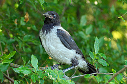 �������, ������ �������