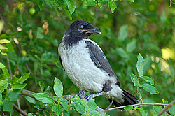 �������, ������ �������