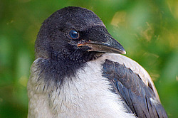 �������, ������ �������