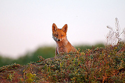 ������� ���� (Vulpes vulpes), ������ �������, �������