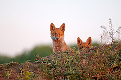 ������� ���� (Vulpes vulpes), ������ �������, �������