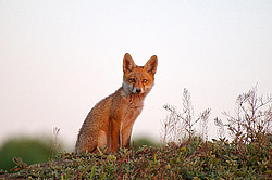 ������� ���� (Vulpes vulpes), ������ �������, �������