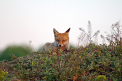 ������� ���� (Vulpes vulpes), ������ �������, �������