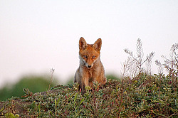 ������� ���� (Vulpes vulpes), ������ �������, �������
