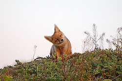 ������� ���� (Vulpes vulpes), ������ �������, �������