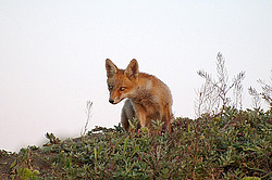 ������� ���� (Vulpes vulpes), ������ �������, �������