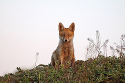 ������� ���� (Vulpes vulpes), ������ �������, �������