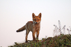 ������� ���� (Vulpes vulpes), ������ �������, �������