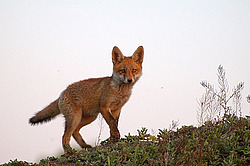 ������� ���� (Vulpes vulpes), ������ �������, �������