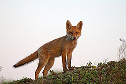 ������� ���� (Vulpes vulpes), ������ �������, �������