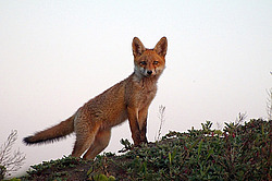 ������� ���� (Vulpes vulpes), ������ �������, �������