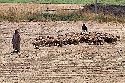 �����, �����