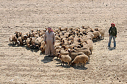 �����, �����