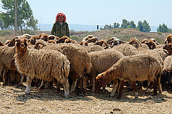 �����, �����