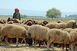 �����, �����