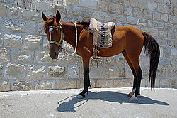 �����, �������� ���� �� �������