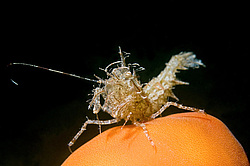 �������� ����� ����� (Rhynocrangonsharpi, Ortmann)