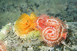 ��������� ��� ��������� ����