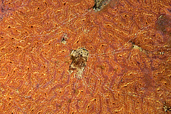 ������� ������� ������������ ���������� (Bortulloides violaceus)