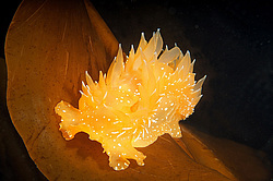 ������������ ������� ��� ������� ������� ( Dirona pellucida )