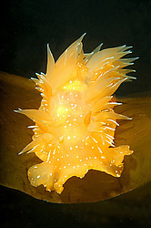 ������������ ������� ��� ������� ������� ( Dirona pellucida )