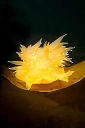 ������������ ������� ��� ������� ������� ( Dirona pellucida )