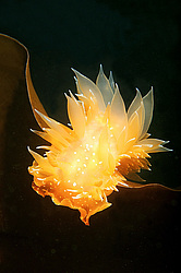 ������������ ������� ��� ������� ������� ( Dirona pellucida )