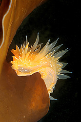 ������������ ������� ��� ������� ������� ( Dirona pellucida )