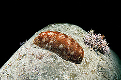 ��������� ��� ��������� ����