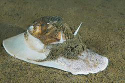 ��������� ��� ��������� ����