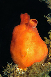 ��������� ��� ��������� ����