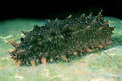 �������, ���������, ���������, ��� ������� ������ (Apostichopus japonicus)