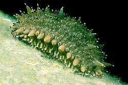 �������, ���������, ���������, ��� ������� ������ (Apostichopus japonicus)