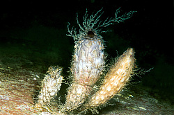 ��������� ��� ��������� ����