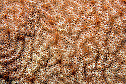 ������� ������� ������������ ���������� (Bortulloides violaceus)