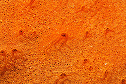 ������� ������� ������������ ���������� (Bortulloides violaceus)