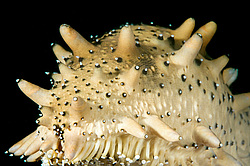 �������, ���������, ���������, ��� ������� ������ (Apostichopus japonicus)