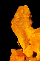 ��������� ��� ��������� ����