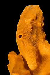 ��������� ��� ��������� ����