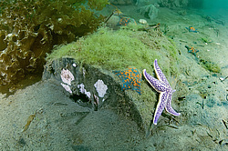 ��������� ��� ��������� ����