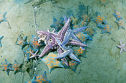 ��������� ��� ��������� ����