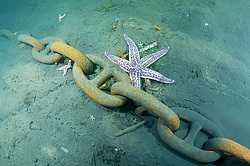 ��������� ��� ��������� ����